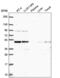 Autophagy Related 4B Cysteine Peptidase antibody, NBP2-57210, Novus Biologicals, Western Blot image 