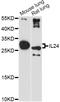 Interleukin 24 antibody, STJ26183, St John