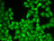 Eukaryotic Translation Initiation Factor 3 Subunit E antibody, LS-C346085, Lifespan Biosciences, Immunofluorescence image 