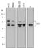 SHC-transforming protein 1 antibody, MAB7129, R&D Systems, Western Blot image 