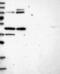 Striatin 4 antibody, NBP1-93433, Novus Biologicals, Western Blot image 
