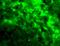 CD209 Molecule antibody, 18710, QED Bioscience, Immunofluorescence image 