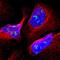 Cadherin Related Family Member 3 antibody, PA5-52805, Invitrogen Antibodies, Immunofluorescence image 