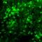 Netrin 1 antibody, NB100-1605, Novus Biologicals, Immunofluorescence image 