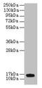 Proline Rich Nuclear Receptor Coactivator 2 antibody, CSB-PA018290LA01HU, Cusabio, Western Blot image 