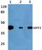 Glutamic-Oxaloacetic Transaminase 1 antibody, A04085-1, Boster Biological Technology, Western Blot image 