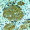Nuclear Factor Kappa B Subunit 1 antibody, STJ22312, St John