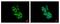 Fyn Related Src Family Tyrosine Kinase antibody, NBP2-16534, Novus Biologicals, Immunocytochemistry image 