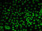 BUB3 Mitotic Checkpoint Protein antibody, LS-C334784, Lifespan Biosciences, Immunofluorescence image 