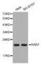 RAB7A, Member RAS Oncogene Family antibody, abx000788, Abbexa, Western Blot image 