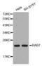 RAB7A antibody, abx000788, Abbexa, Western Blot image 