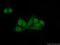 Cleavage Stimulation Factor Subunit 1 antibody, 15537-1-AP, Proteintech Group, Immunofluorescence image 