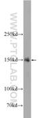 Testis Expressed 15, Meiosis And Synapsis Associated antibody, 24585-1-AP, Proteintech Group, Western Blot image 