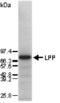 LIM Domain Containing Preferred Translocation Partner In Lipoma antibody, ALX-210-264-C050, Enzo Life Sciences, Western Blot image 