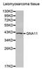 G Protein Subunit Alpha 11 antibody, PA5-76678, Invitrogen Antibodies, Western Blot image 