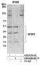 Craniofacial Development Protein 1 antibody, A305-653A-M, Bethyl Labs, Immunoprecipitation image 