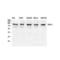 Ribosomal protein S6 kinase alpha-6 antibody, LS-C385948, Lifespan Biosciences, Western Blot image 