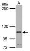 Kinesin-like protein KIF23 antibody, NBP2-17299, Novus Biologicals, Western Blot image 