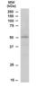 Signal Transducing Adaptor Family Member 2 antibody, NB300-987, Novus Biologicals, Western Blot image 