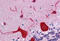 Eukaryotic Translation Elongation Factor 1 Alpha 2 antibody, MBS244512, MyBioSource, Immunohistochemistry frozen image 
