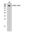 Histone Deacetylase 5 antibody, STJ90286, St John