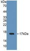 P38575 antibody, LS-C374848, Lifespan Biosciences, Western Blot image 