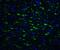 Toll Interacting Protein antibody, A02039, Boster Biological Technology, Immunofluorescence image 