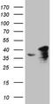 SPT3 Homolog, SAGA And STAGA Complex Component antibody, TA808117, Origene, Western Blot image 