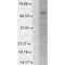 Gamma-Aminobutyric Acid Type A Receptor Alpha1 Subunit antibody, MA5-27703, Invitrogen Antibodies, Western Blot image 