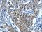 Mucin 15, Cell Surface Associated antibody, orb518566, Biorbyt, Immunohistochemistry paraffin image 