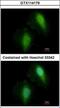 Histone Deacetylase 7 antibody, GTX114179, GeneTex, Immunofluorescence image 
