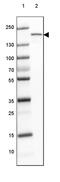 Myomesin 3 antibody, PA5-56246, Invitrogen Antibodies, Western Blot image 