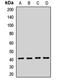 SET Domain Containing 7, Histone Lysine Methyltransferase antibody, LS-C668607, Lifespan Biosciences, Western Blot image 