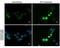 Tet Methylcytosine Dioxygenase 1 antibody, MA5-16312, Invitrogen Antibodies, Immunofluorescence image 