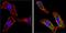 Galectin 3 antibody, GTX22785, GeneTex, Immunocytochemistry image 