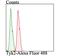 Tyrosine Kinase 2 antibody, NBP2-76968, Novus Biologicals, Flow Cytometry image 