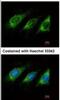 Activation Induced Cytidine Deaminase antibody, NBP1-30955, Novus Biologicals, Immunofluorescence image 