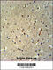 Tetratricopeptide Repeat Domain 26 antibody, 61-881, ProSci, Immunohistochemistry paraffin image 