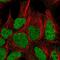 General Transcription Factor IIIC Subunit 6 antibody, PA5-63948, Invitrogen Antibodies, Immunofluorescence image 