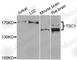 TSC Complex Subunit 1 antibody, A0721, ABclonal Technology, Western Blot image 