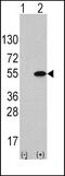 ATF4 antibody, PA5-13293, Invitrogen Antibodies, Western Blot image 