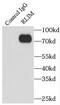 Ring Finger Protein, LIM Domain Interacting antibody, FNab07320, FineTest, Immunoprecipitation image 