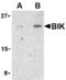 BCL2 Interacting Killer antibody, MBS151241, MyBioSource, Western Blot image 