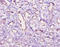 C5a anaphylatoxin antibody, A53695-100, Epigentek, Immunohistochemistry paraffin image 