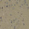 Phosphoinositide-3-Kinase Regulatory Subunit 1 antibody, STJ24997, St John