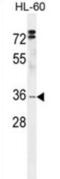 5-Hydroxymethylcytosine Binding, ES Cell Specific antibody, abx026027, Abbexa, Western Blot image 