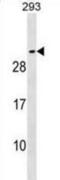 Synaptosome Associated Protein 25 antibody, abx030042, Abbexa, Western Blot image 