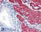 Transgelin antibody, PA5-18252, Invitrogen Antibodies, Immunohistochemistry frozen image 