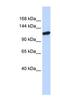 Piwi Like RNA-Mediated Gene Silencing 4 antibody, NBP1-54343, Novus Biologicals, Western Blot image 