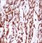 ER Membrane Protein Complex Subunit 4 antibody, LS-C162035, Lifespan Biosciences, Immunohistochemistry frozen image 